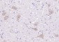 Neuronal thread protein AD7c-NTP Rabbit pAb